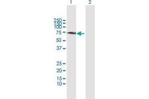 Western Blot analysis of GBP1 expression in transfected 293T cell line by GBP1 MaxPab polyclonal antibody. (GBP1 Antikörper  (AA 1-592))
