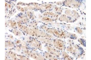 Image no. 1 for anti-Chemokine (C-C Motif) Ligand 8 (CCL8) antibody (ABIN465585) (CCL8 Antikörper)