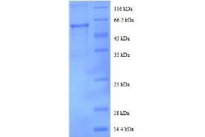 SDS-PAGE (SDS) image for DEAD (Asp-Glu-Ala-Asp) Box Polypeptide 39B (DDX39B) (AA 2-251), (partial) protein (GST tag) (ABIN1047670)