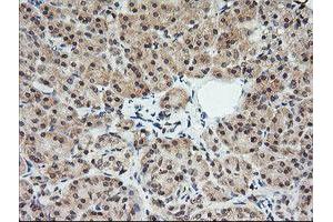 Image no. 1 for anti-Melan A (MLANA) antibody (ABIN1499426) (MLANA Antikörper)