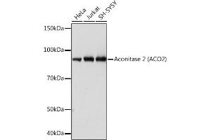 Western blot analysis of extracts of various cell lines, using Aconitase 2   Rabbit mAb (ABIN7265379) at 1:1000 dilution. (ACO2 Antikörper)