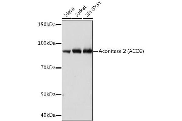 ACO2 anticorps