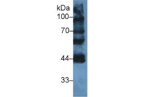 Western Blot; Sample: Mouse Testis lysate; Primary Ab: 2µg/ml Rabbit Anti-Human LYAR Antibody Second Ab: 0. (LYAR Antikörper  (AA 288-379))