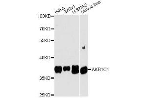 Western blot analysis of extracts of various cell lines, using AKR1C1 antibody. (AKR1C1 Antikörper  (AA 1-323))