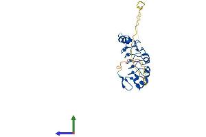 Protein Structure (PS) image for Acidic (Leucine-Rich) Nuclear phosphoprotein 32 Family, Member A (ANP32A) (AA 1-249) protein (His tag) (ABIN7552051)