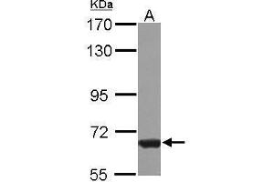 WB Image Sample (30 ug of whole cell lysate) A: HeLa 7.