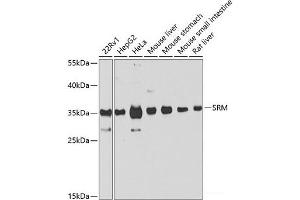 Western blot analysis of extracts of various cell lines using SRM Polyclonal Antibody at dilution of 1:1000. (Spermidine Synthase Antikörper)