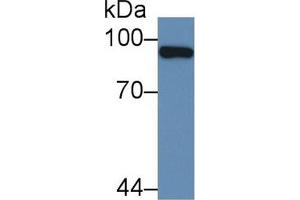 Western Blot; Sample: Human Liver lysate; Primary Ab: 2µg/mL Rabbit Anti-Human PML Antibody Second Ab: 0. (PML Antikörper  (AA 59-239))