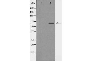 Western blot analysis of eIF4B (Phospho-Ser422) expression in HepG2 cells. (EIF4B Antikörper  (pSer422))