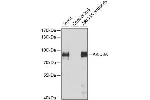 Immunoprecipitation analysis of 150 μg extracts of MCF7 cells using 3 μg A antibody (ABIN6131196, ABIN6137102, ABIN6137103 and ABIN6223591). (ARID3A Antikörper  (AA 324-593))