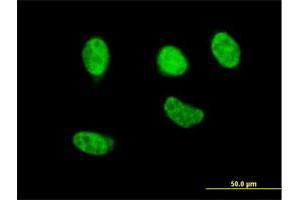 Immunofluorescence (IF) image for anti-Nuclear Factor (erythroid-Derived 2)-Like 2 (NFE2L2) (AA 71-170) antibody (ABIN561975)