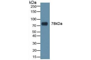 Western blot analysis of recombinant Human TRF. (Transferrin Antikörper  (AA 361-683))