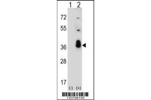 Western blot analysis of SFRS1 using rabbit polyclonal SFRS1 Antibody using 293 cell lysates (2 ug/lane) either nontransfected (Lane 1) or transiently transfected (Lane 2) with the SFRS1 gene.