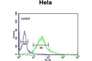 Flow cytometric analysis of Hela cells using Fibromodulin Antibody (C-term) Cat. (Fibromodulin Antikörper  (C-Term))