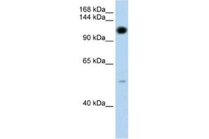 Western Blotting (WB) image for anti-Pumilio Homolog 2 (Drosophila) (PUM2) antibody (ABIN2462259) (PUM2 Antikörper)