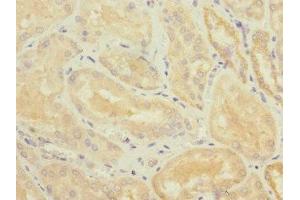 Immunohistochemistry of paraffin-embedded human kidney tissue using ABIN7173811 at dilution of 1:100 (TNFSF15 Antikörper  (AA 72-251))