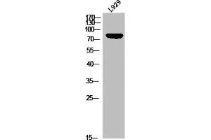 Western blot analysis of L929 using p-HSL (S855) antibody. (LIPE Antikörper  (pSer855))