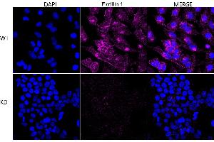 Immunocytochemical staining of HeLa cells using Flotillin 1 antibody (ABIN7798632), 1:1,000), Top panel: wild-type (WT), Bottom panal: Flotillin 1 shRNA knockdown (KD). (Rekombinanter Flotillin 1 Antikörper)