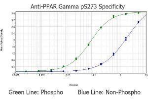 ELISA results of purified Rabbit anti-PPAR gamma pS273 tested against BSA-conjugated non-phospho and phospho forms of immunizing peptide. (PPARG Antikörper  (Internal Region, pSer273))
