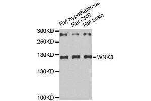Western Blotting (WB) image for anti-WNK Lysine Deficient Protein Kinase 3 (WNK3) antibody (ABIN1876778) (WNK3 Antikörper)