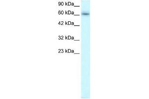 TRAFD1 antibody used at 0. (TRAFD1 Antikörper  (C-Term))