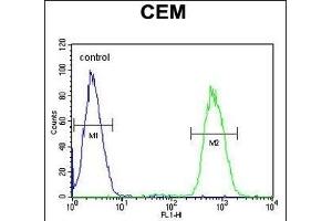 GAL3ST1 Antibody (Center) (ABIN652831 and ABIN2842543) flow cytometric analysis of CEM cells (right histogram) compared to a negative control cell (left histogram). (GAL3ST1 Antikörper  (AA 88-116))