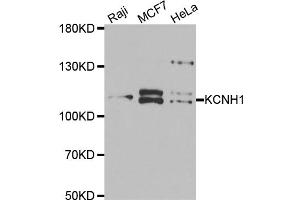 Western blot analysis of extracts of various cell lines, using KCNH1 antibody (ABIN5973992) at 1/1000 dilution. (KCNH1 Antikörper)