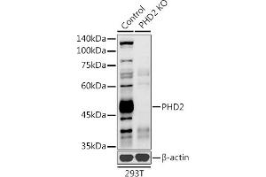 Western blot analysis of extracts from normal (control) and PHD2 knockout (KO) 293T cells, using PHD2 antibody (ABIN7266909) at 1:1000 dilution. (EGLN1 Antikörper  (AA 1-426))