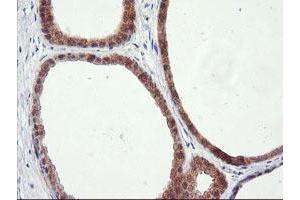 Immunohistochemical staining of paraffin-embedded Human breast tissue using anti-RGS16 mouse monoclonal antibody. (RGS16 Antikörper)