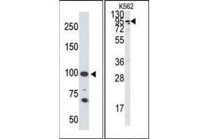 Image no. 1 for anti-Angiotensin I Converting Enzyme 2 (ACE2) (C-Term) antibody (ABIN358578) (ACE2 Antikörper  (C-Term))