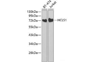 Western blot analysis of extracts of various cell lines using HCLS1 Polyclonal Antibody at dilution of 1:1000. (HCLS1 Antikörper)