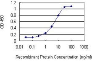 Detection limit for recombinant GST tagged RHOBTB2 is 0. (RHOBTB2 Antikörper  (AA 510-619))