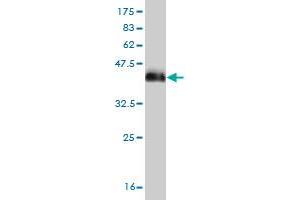 Western Blot detection against Immunogen (38. (DLX2 Antikörper  (AA 1-110))