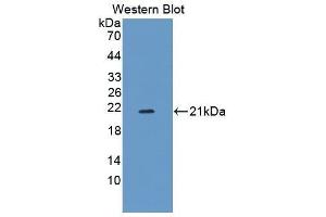 Western Blotting (WB) image for anti-Amphiregulin (AREG) (AA 97-243) antibody (ABIN3209782) (Amphiregulin Antikörper  (AA 97-243))