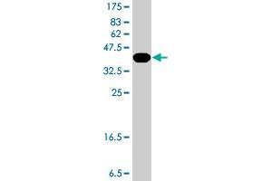 Western Blotting (WB) image for anti-Early Growth Response 1 (EGR1) (AA 444-543) antibody (ABIN560705)