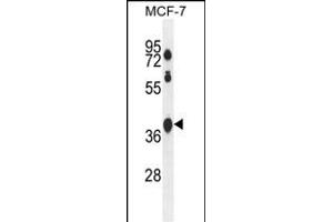 STA2L Antibody (Center) (ABIN654541 and ABIN2844257) western blot analysis in MCF-7 cell line lysates (35 μg/lane). (SPATA2L Antikörper  (AA 206-235))