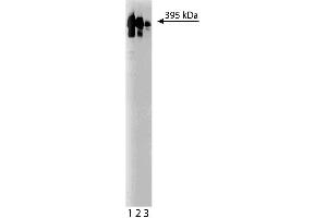Western blot analysis of Ki-67 on a HeLa lysate (ABIN968535). (Ki-67 Antikörper  (AA 1547-1742))