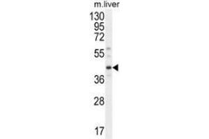 Western Blotting (WB) image for anti-DnaJ (Hsp40) Homolog, Subfamily C, Member 11 (DNAJC11) (AA 34-64), (N-Term) antibody (ABIN951946)