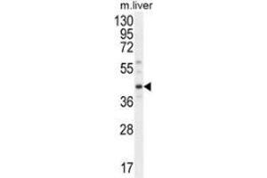 Western blot analysis in mouse liver tissue lysates (35ug/lane) using DNAJC11  Antibody (N-term). (DNAJC11 Antikörper  (N-Term))