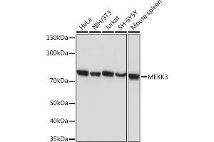 Western blot analysis of extracts of various cell lines, using MEKK3 Rabbit mAb (ABIN7268651) at 1:1000 dilution.