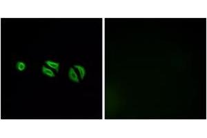 Immunofluorescence analysis of A549 cells, using OR10G6 Antibody. (OR10G6 Antikörper  (AA 261-310))