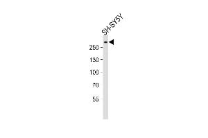 Anti-SPTAN1 Antibody (Center) at 1:2000 dilution + SH-SY5Y whole cell lysates Lysates/proteins at 20 μg per lane. (SPTAN1 Antikörper  (AA 977-991))