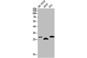 Western blot analysis of SH-SY5Y 293T 3T3 lysis using Phospho-DREAM (S63) antibody. (DREAM Antikörper  (pSer63))