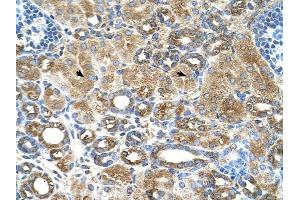 UBXD2 antibody was used for immunohistochemistry at a concentration of 4-8 ug/ml to stain Epithelial cells of renal tubule (arrows) in Human Kidney.