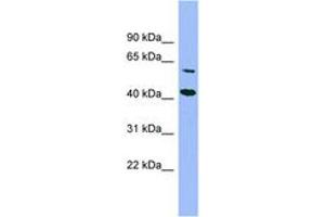 GFOD1 Antikörper  (AA 287-336)