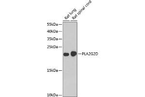 Western blot analysis of extracts of various cell lines, using PLG2D antibody (ABIN6132162, ABIN6145727, ABIN6145729 and ABIN6222983) at 1:1000 dilution. (PLA2G2D Antikörper  (AA 21-145))