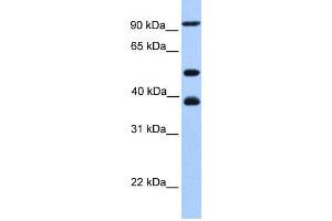 WB Suggested Anti-MCM3  Antibody Titration: 0. (MCM3 Antikörper  (C-Term))