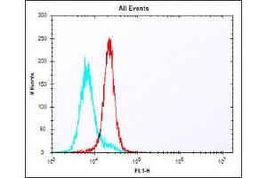 Overlay histogram showing K562 cells stained with (ABIN6243691 and ABIN6578148) (red line). (HLA-DQA1 Antikörper  (C-Term))