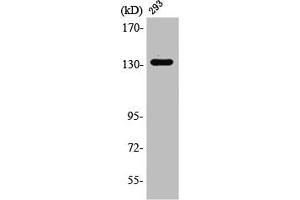 Western Blot analysis of 293 cells using RACK7 Polyclonal Antibody (ZMYND8 Antikörper  (Internal Region))