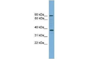 WB Suggested Anti-HGF Antibody Titration:  0. (HGF Antikörper  (Middle Region))